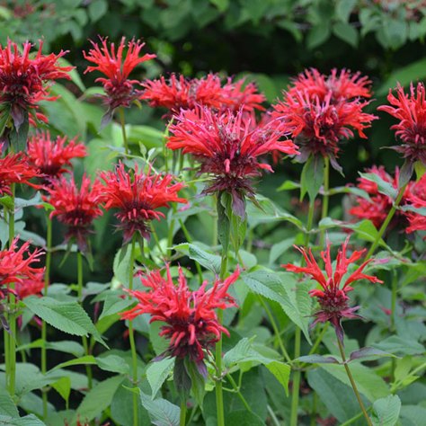 bee-balm-monarda-didyma-233__24672.1528316162