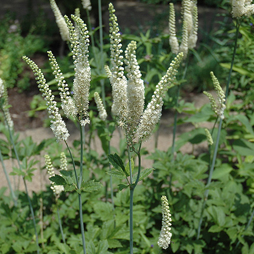 cimicifuga_racemosa-01