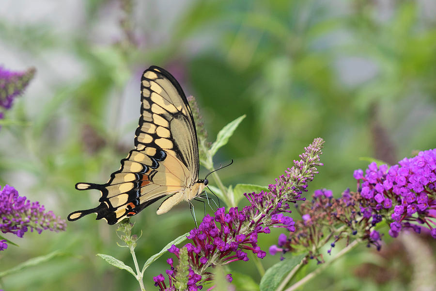 giant-swallowtail-papilio-cresphontes-richard-and-susan-day
