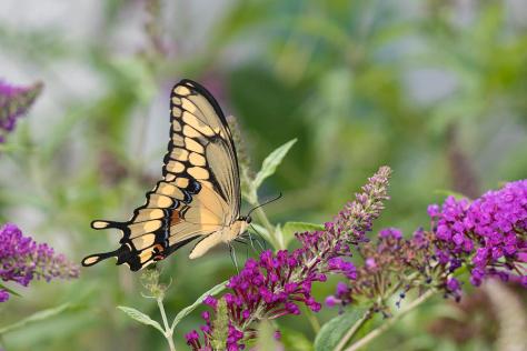 giant-swallowtail-papilio-cresphontes-richard-and-susan-day