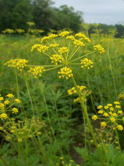 golden-alexanders-pa-ecotype-2