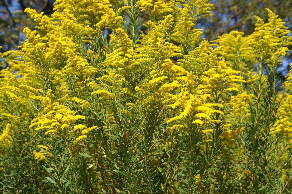 Goldenrod1_1024x1024