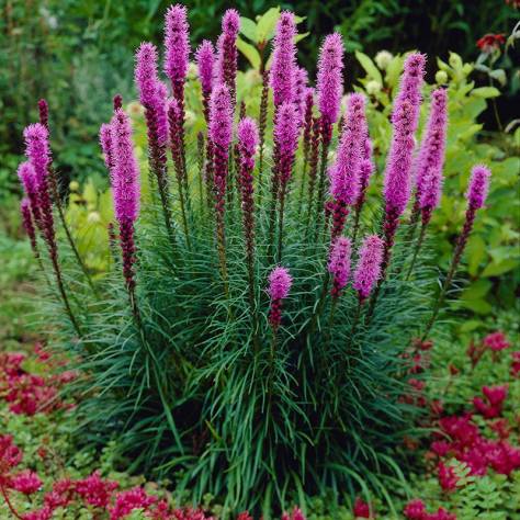 liatris-spicata
