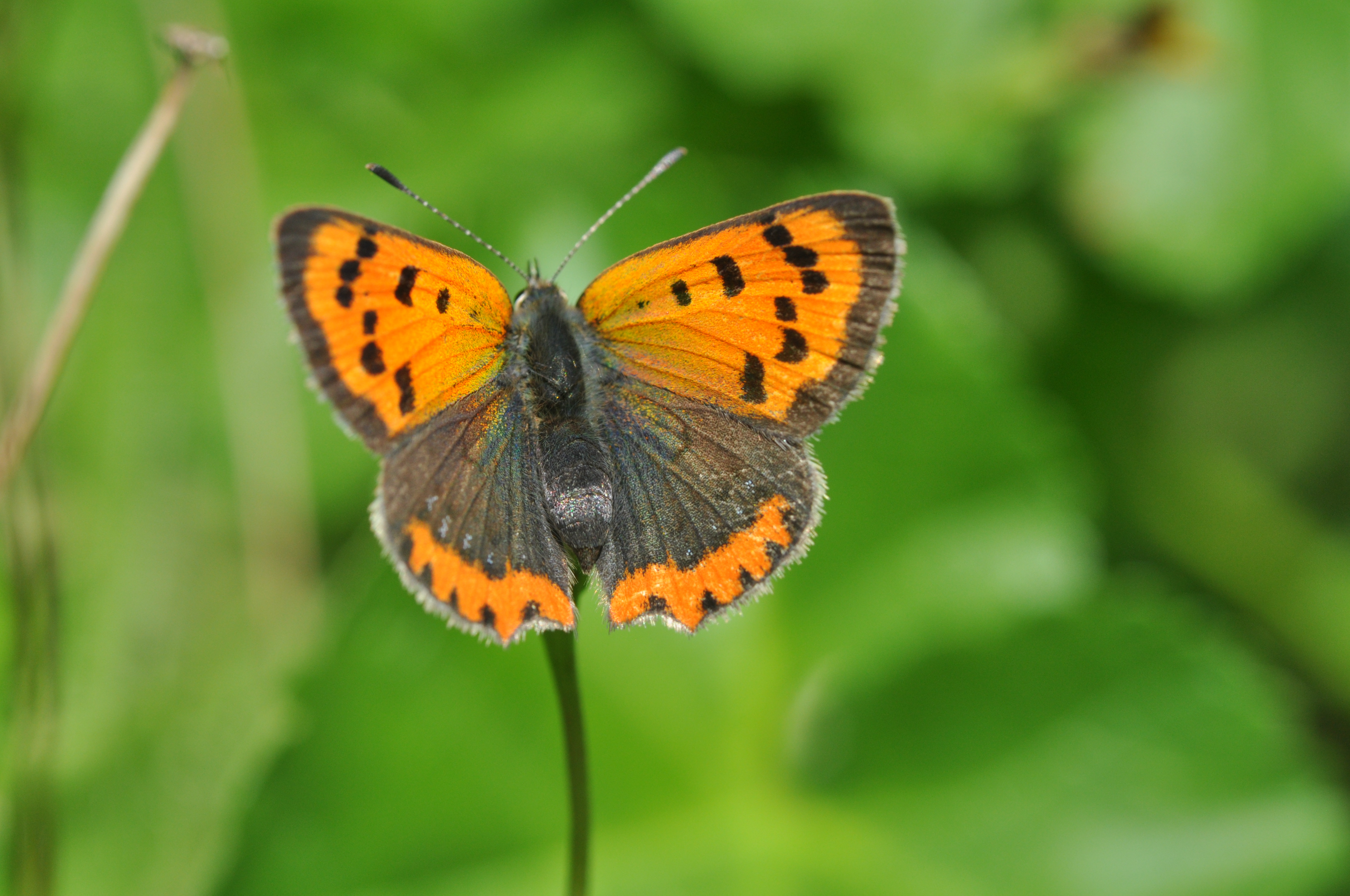 Lycaena_phlaeas_f1