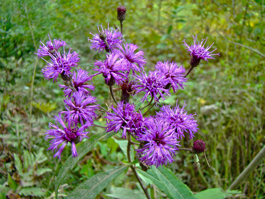 new-york-ironweed-wildflower-vernonia-noveboracensis-mother-nature