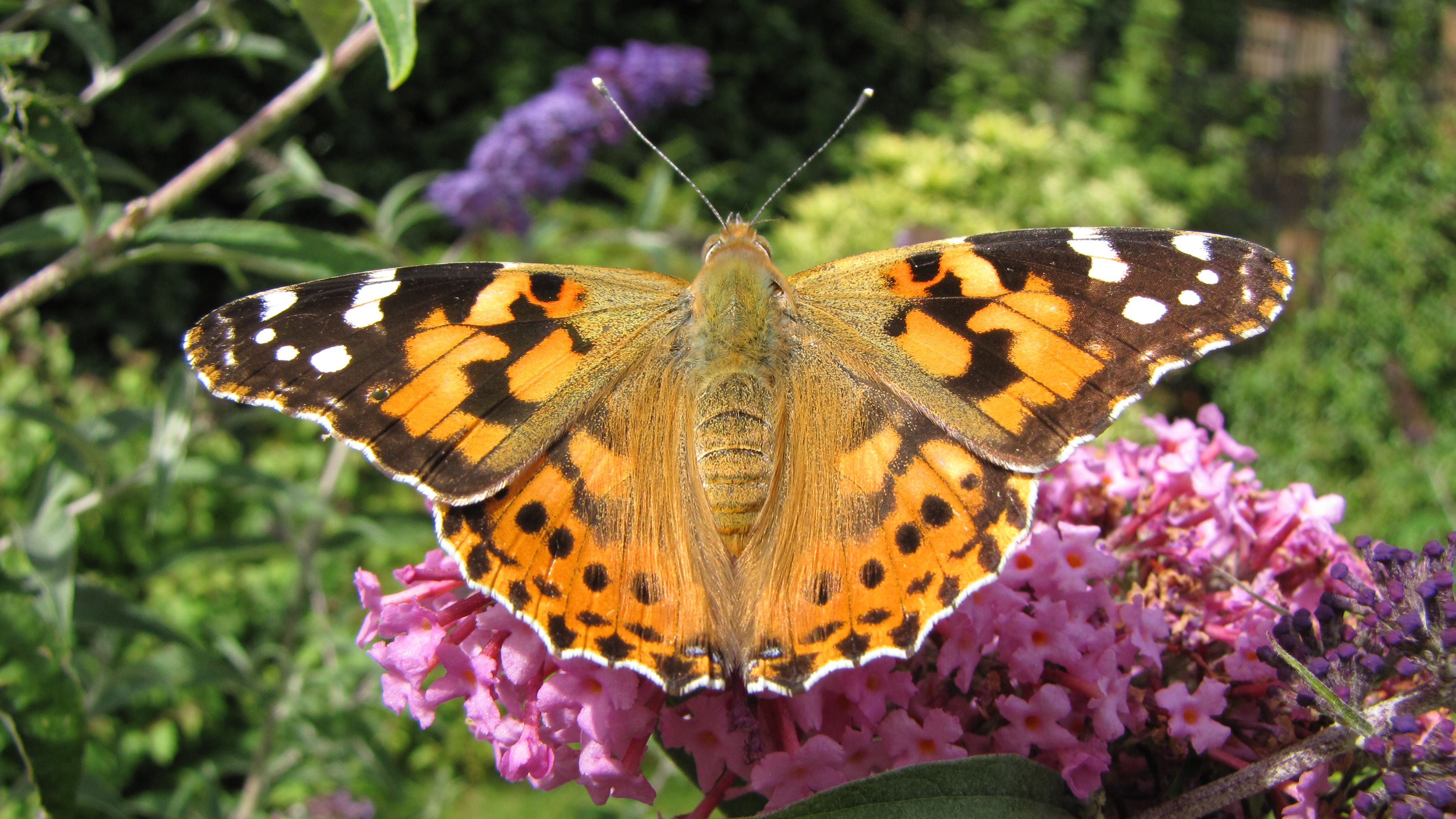 painted-lady-butterfly-97568952-5c3ea99bc9e77c0001a81145