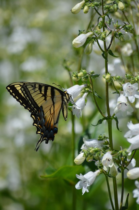 penstemon-digitalis-foxglove-beardtongue-with-eastern-tiger-swallowtail