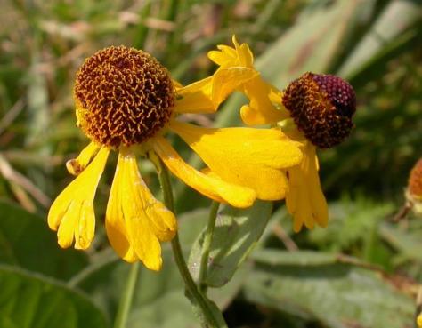 purple-headed_sneezeweed_closeup_9-22-14