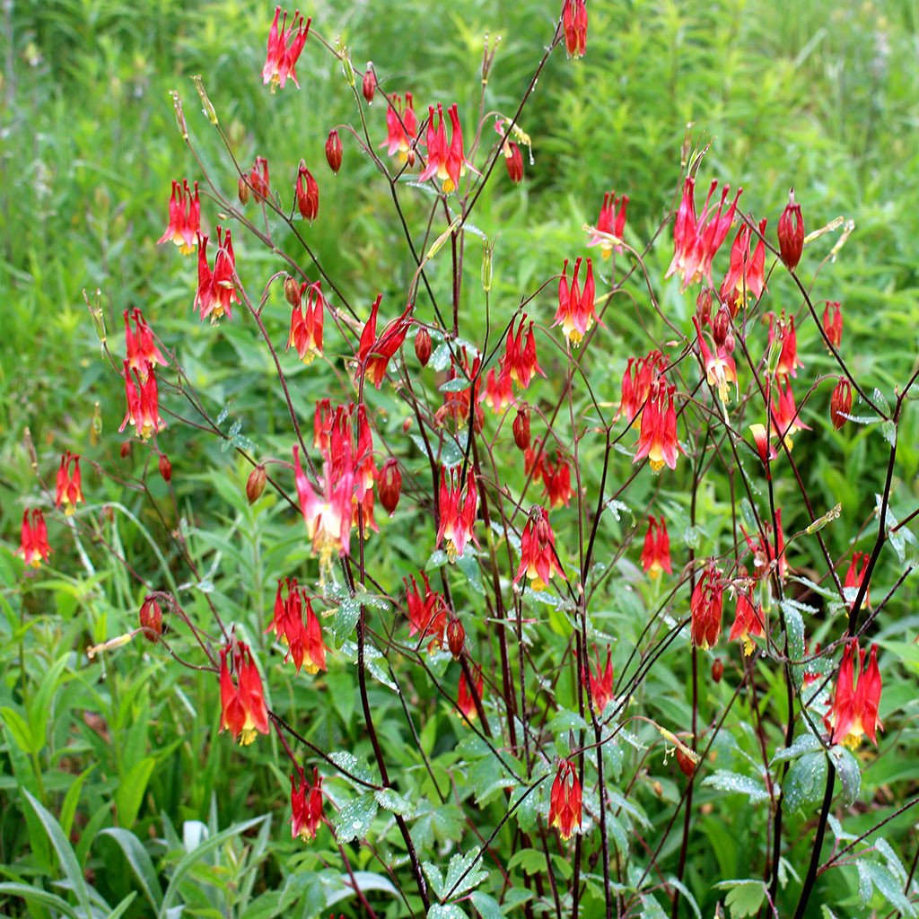 RedColumbine_c1f8c91c-4011-42f1-a4d7-62d8271d6ae5_1024x1024