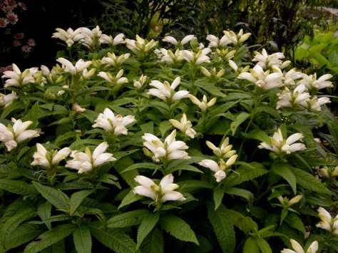 s308030450575347893_p88_i2_w800