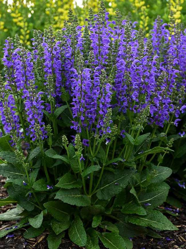 SAMM_0_Salvia_Midnight_Model3_wg.1544129441