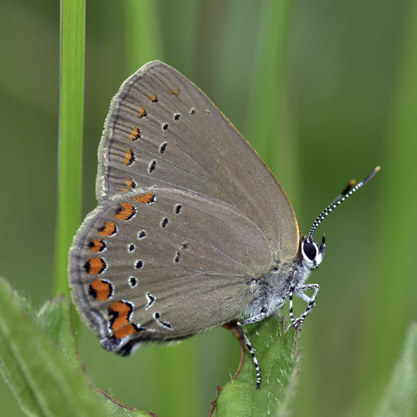 Satyrium-titus-photo-1