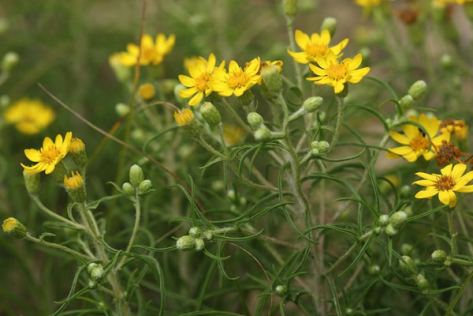 Sickle-leaved-Golden-Aster-Fl-Cheryl-Beaton