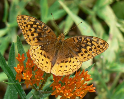 Speyeria_cybele_Great_Spangled_Fritillary_8.9.2008
