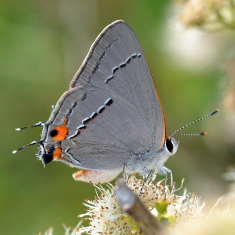 Strymon-melinus-photo-1