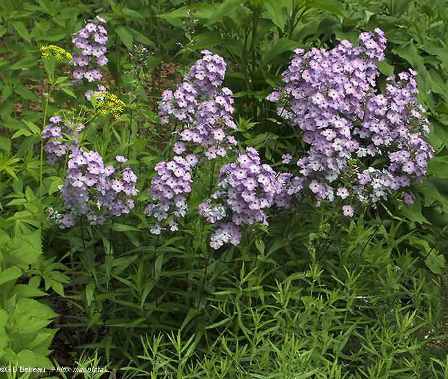 Wild Sweet William (Phlox maculata L.)