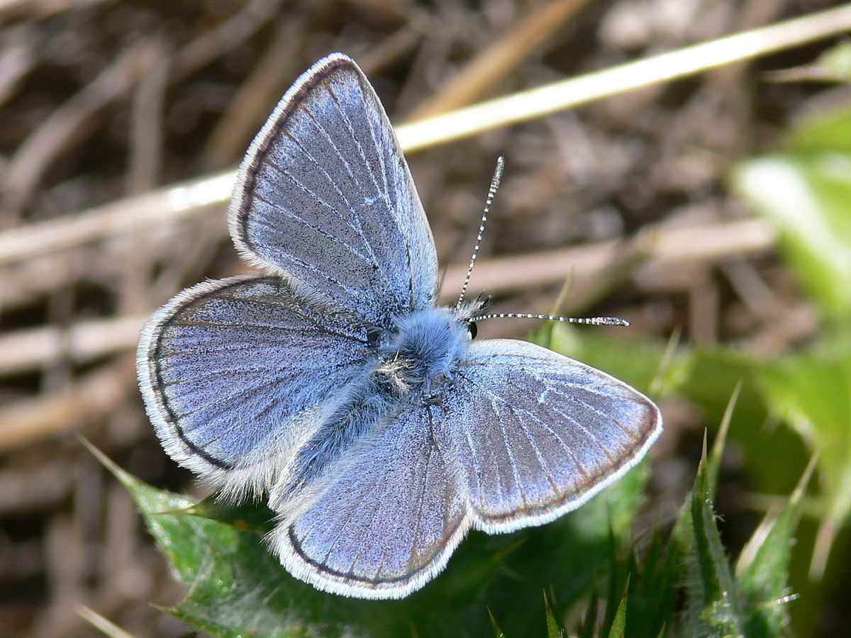 1200px-Icaricia_icarioides_missionensis_3