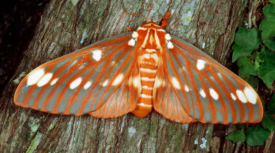 2-regal-moth-citheronia-regalis-millard-h-sharp