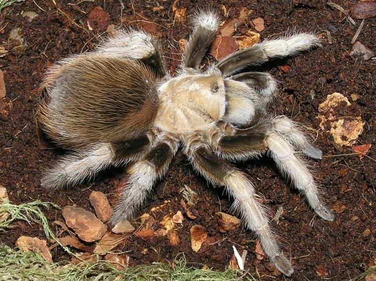 aphonopelma-chalcodes-d896a917-c0b5-4fb6-939f-f1ebd4d038e-resize-750