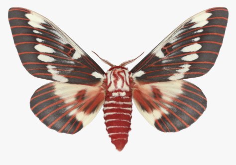 Citheronia-splendens-male-webready_2048x2048