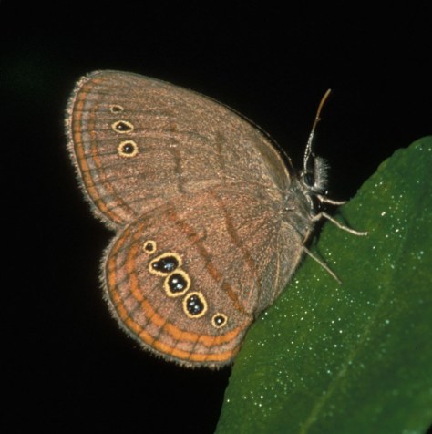Neonympha-mitchellii-francisci