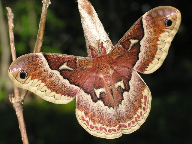 CASE STUDY: Saturniidae Moth Populations in Richmond, Rhode Island Part 1