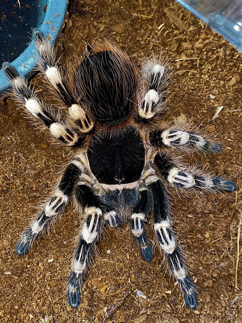 SPECIES SPOTLIGHT: Acanthoscurria geniculata, the Giant White Knee