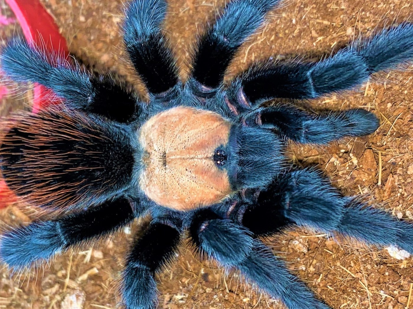 SPECIES SPOTLIGHT: Brachypelma albiceps, the Mexican Golden Red Rump ...