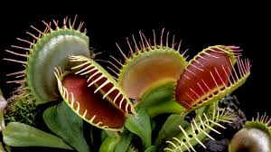 Jaws of the Wetlands: Exploring the Fascinating World of the Venus Flytrap&nbsp;Plant