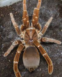 Burrowing Behemoth: Secrets of the King Baboon&nbsp;Spider