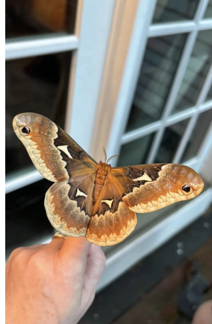 The Enigmatic Beauty of the Tulip-tree Silkmoth: Callosamia&nbsp;angulifera