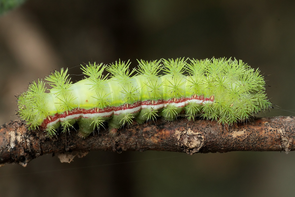The Striking Beauty and Hidden Defenses of the Io Moth: Automeris io