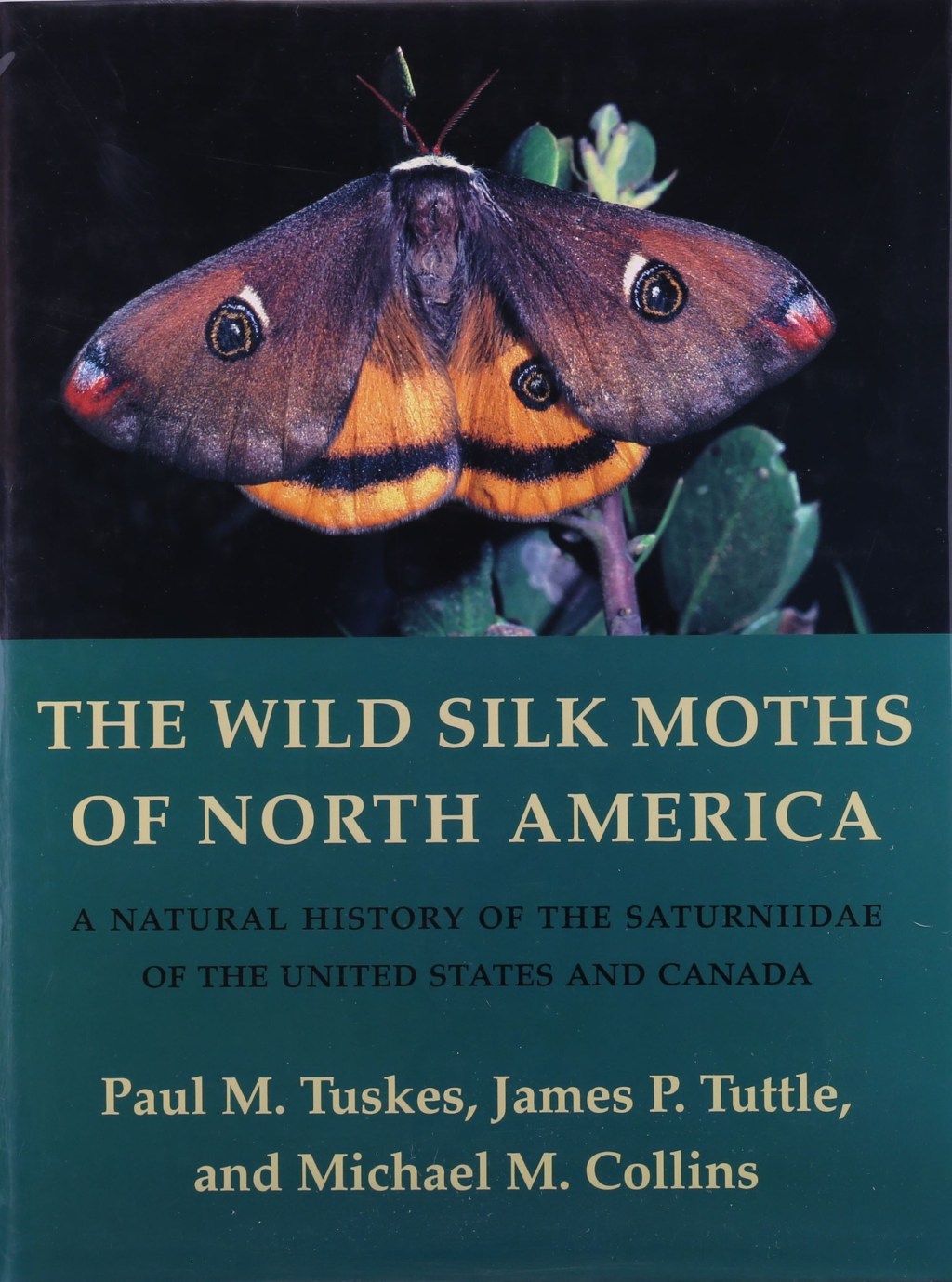 An Amazing Guide to North America’s Wild Silk Moths: A Detailed&nbsp;Review