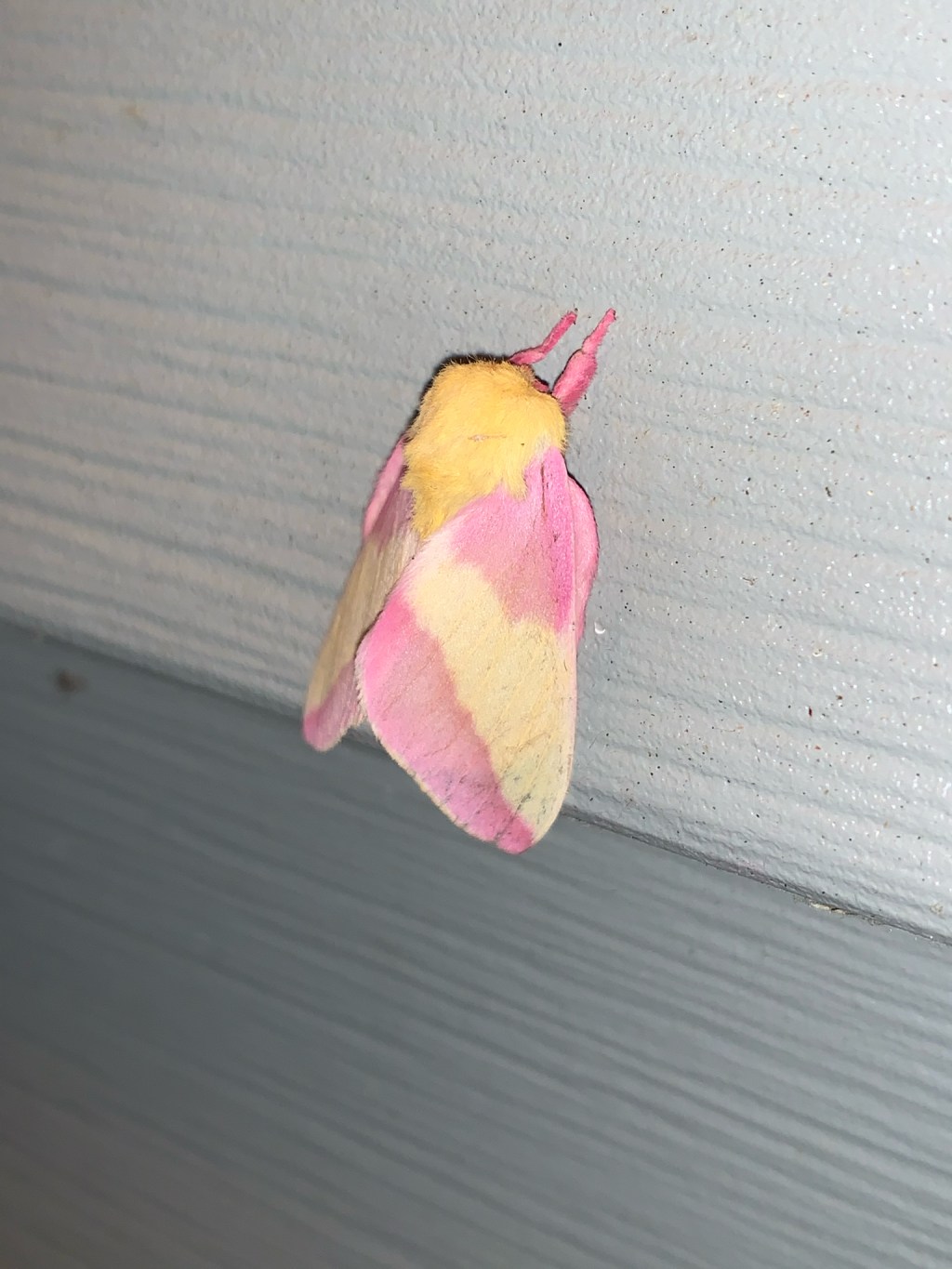 The Rosy Maple Moth: A Vision in Pink and&nbsp;Yellow