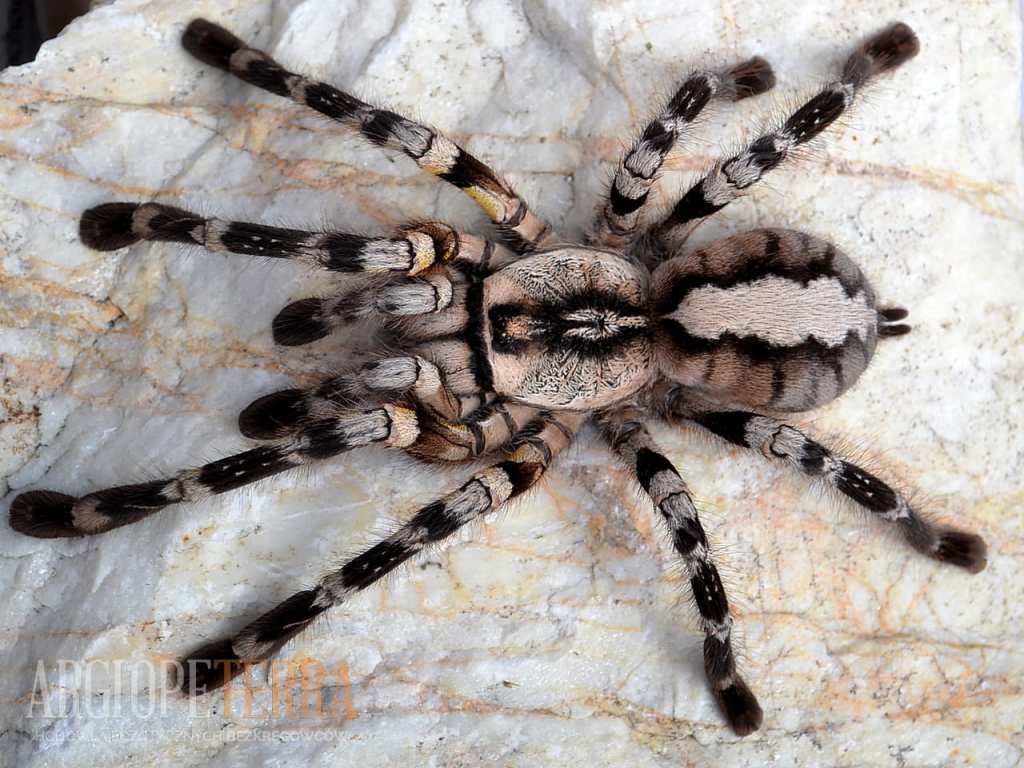 The Majestic Ornamental: Unveiling the Beauty and Mystery of Poecilotheria&nbsp;regalis