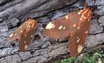 Moth Rigel The Majestic Regal Moth: A Kaleidoscope of Color in the Forest Canopy