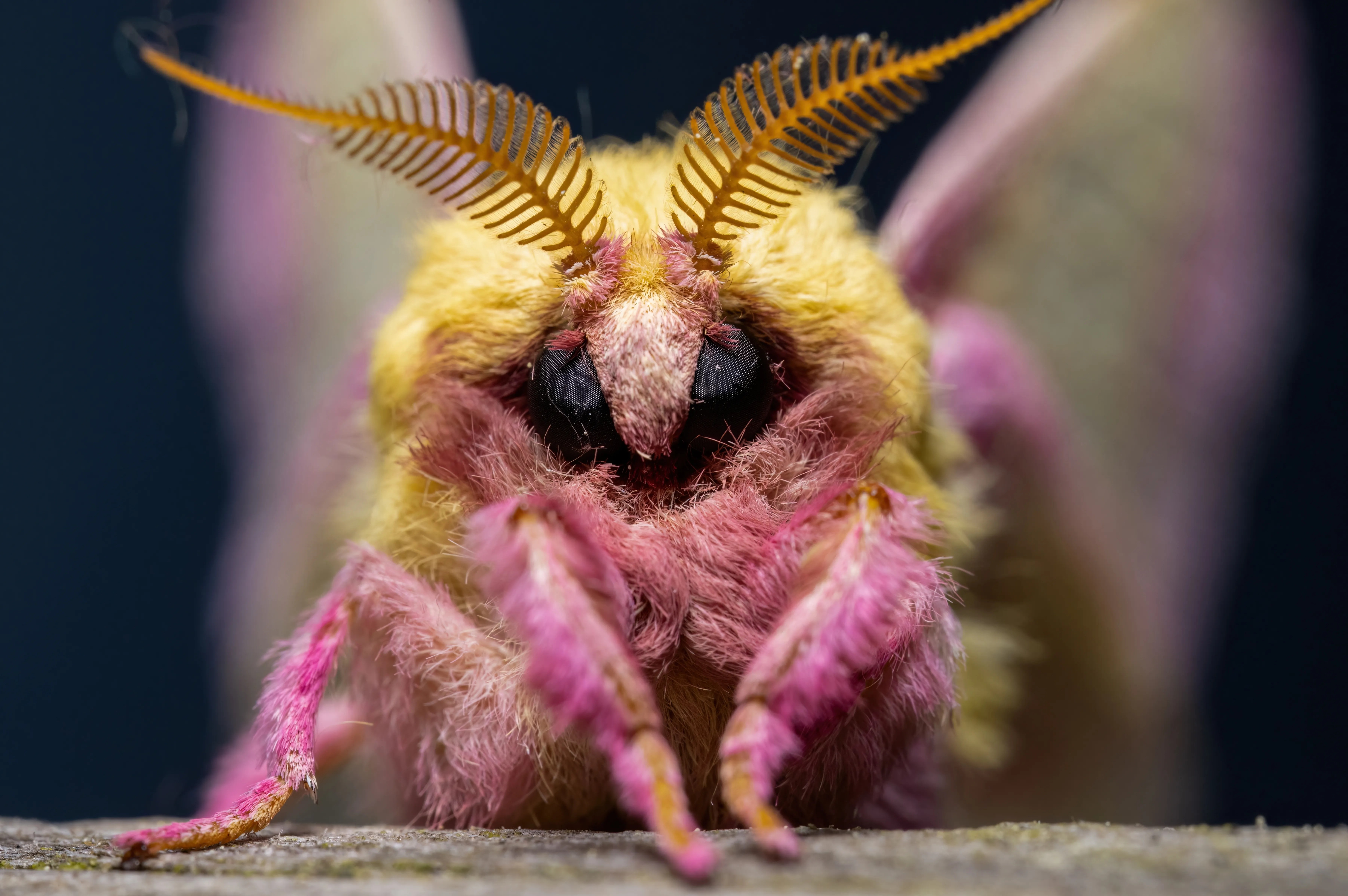 The Rosy Maple Moth A Vision in Pink and Yellow
