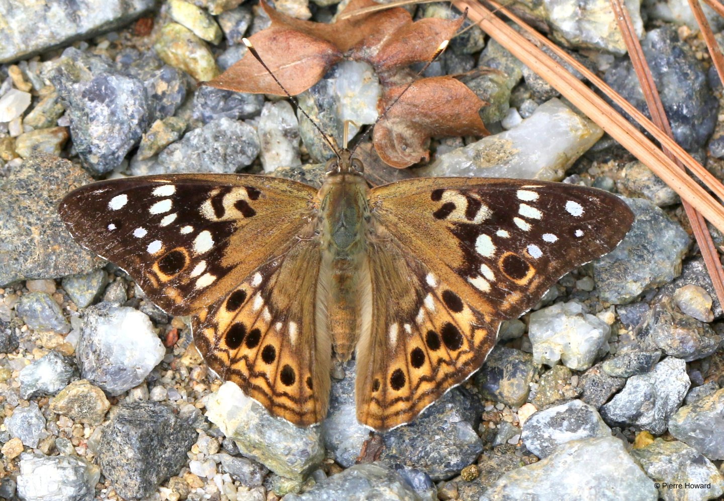 The Hackberry Emperor: A Shade-Loving Social Butterfly of North ...
