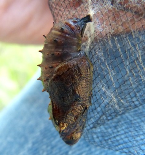 Frylesillo Insect The Great Spangled Fritillary: A Dazzling Jewel of North American Meadows