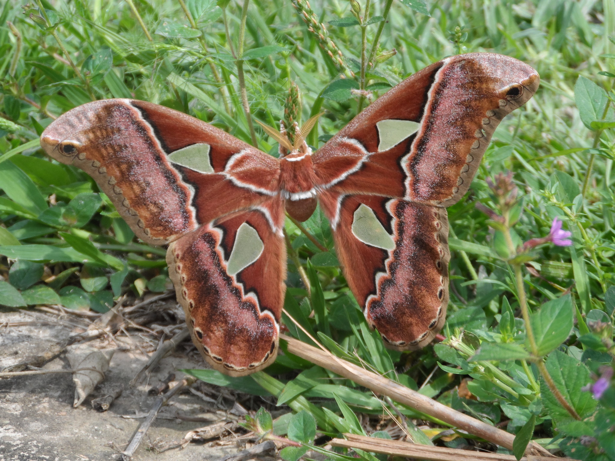 The South American Mirror Moth: Unveiling Rothschildia speculifer |
