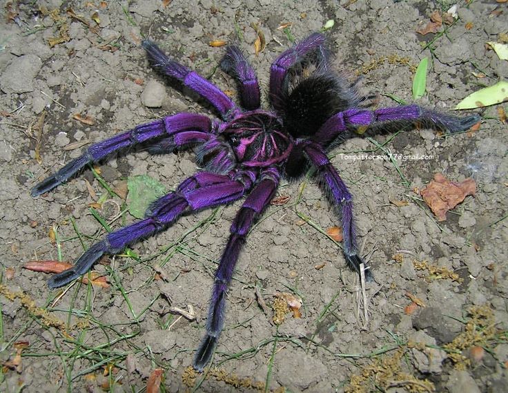 Pamphobeteus nigricolor: The Magnificent “Giant Blue Bloom Tarantula”