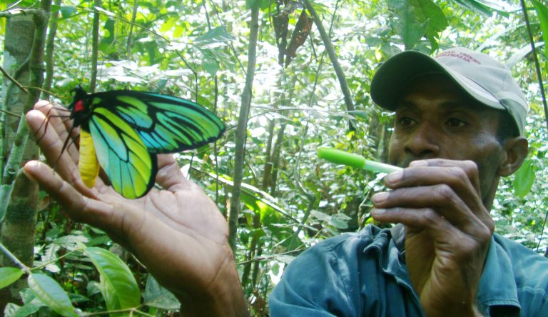 The Queen of the Canopy: A Guide to Ornithoptera alexandrae