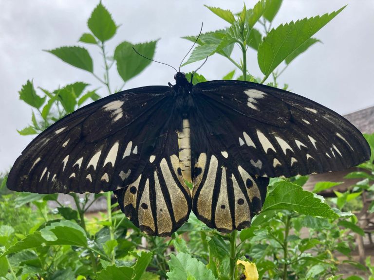 The Queen of the Canopy: A Guide to Ornithoptera alexandrae