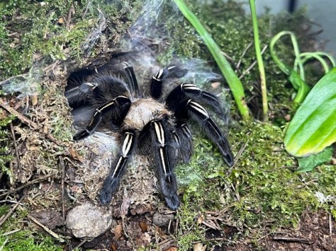 The Skeleton Tarantula: A Deep Dive into Ephebopus murinus