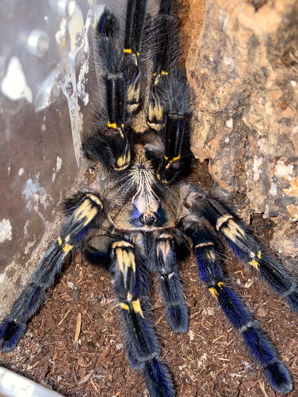The Sapphire Jewel: A Guide to Poecilotheria&nbsp;metallica