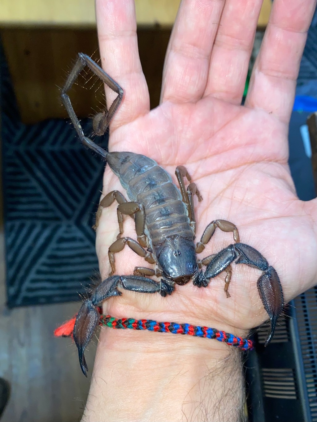 The Flat Rock Scorpion: A Deep Dive into Hadogenes&nbsp;troglodytes