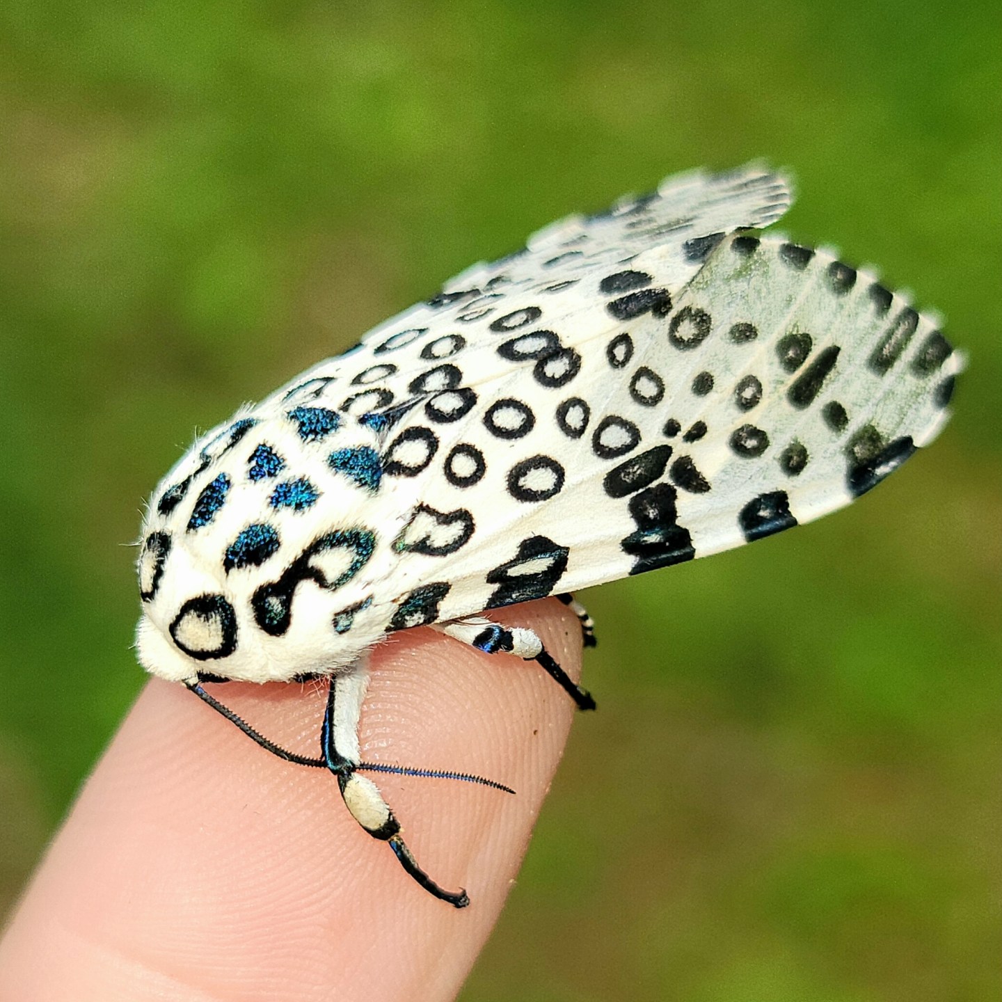 Nature’s Eye-Catching Generalist: An In-Depth Look at the Giant Leopard ...