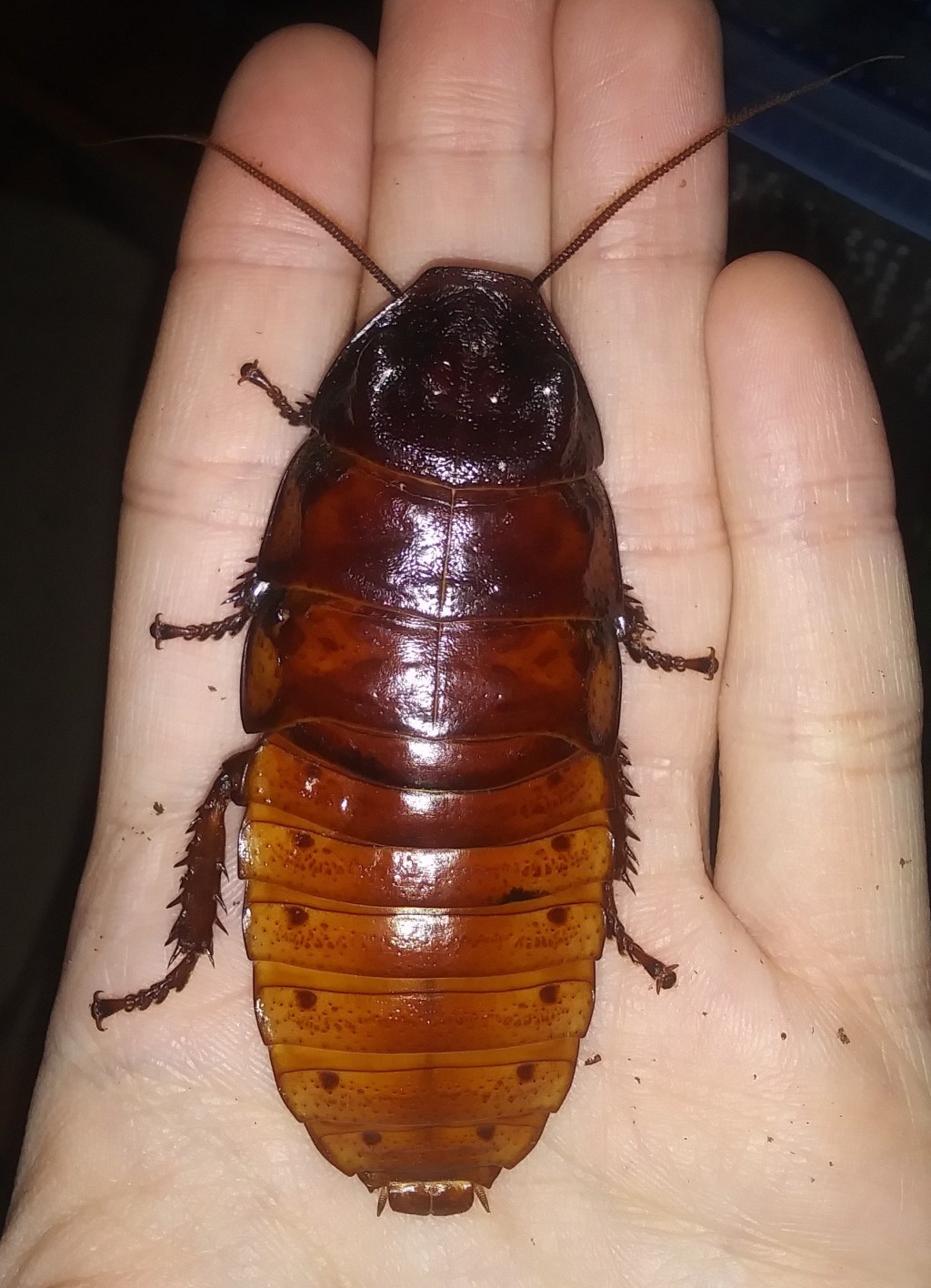 Gromphadorhina portentosa: The Madagascar Hissing&nbsp;Cockroach