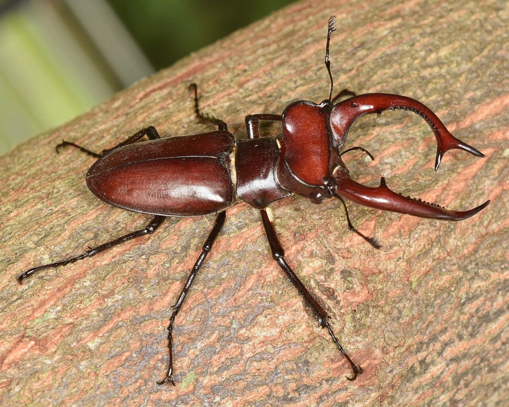 Meeting the Giant Stag Beetle: The Majestic Lucanus elaphus