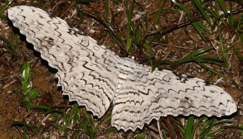 Thysania agrippina: Everything You Need to Know About the White Witch&nbsp;Moth